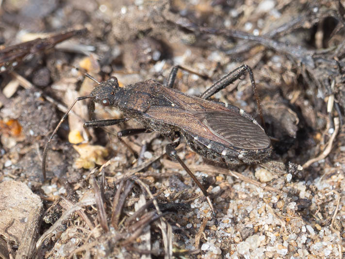 Alydus calcaratus (Broad-headed Bug).jpg